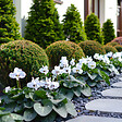 PLANT IN A BOX - Cyclamen de Perse - Set de 3 - Cyclamen 'Metis White' - Hauteur 10-20cm - ⌀9cm - vignette