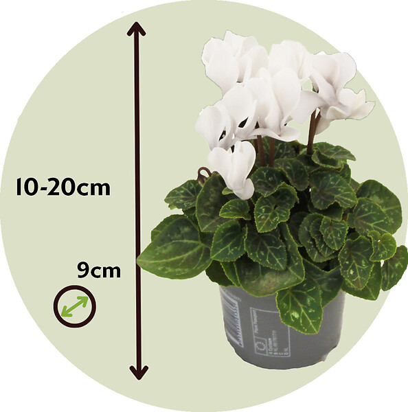 PLANT IN A BOX - Cyclamen de Perse - Set de 3 - Cyclamen 'Metis White' - Hauteur 10-20cm - ⌀9cm - large