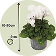 PLANT IN A BOX - Cyclamen de Perse - Set de 3 - Cyclamen 'Metis White' - Hauteur 10-20cm - ⌀9cm - vignette