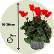 PLANT IN A BOX - Cyclamen de Perse - Set de 3 - Cyclamen persicum - Hauteur 10-20cm - ⌀9cm - vignette