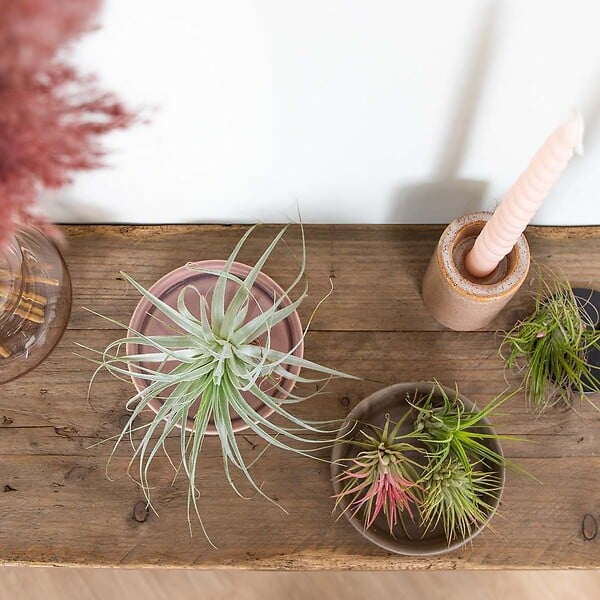 BLOOMIQUE - Lot de 5 - Tillandsia - Plantes aériennes - Dépolluantes - Très faciles d’entretien - 5-15 cm - large