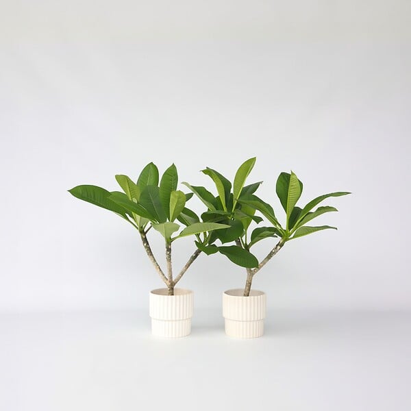 PLANT IN A BOX - Frangipanier - Set de 2 - Plumeria rubra 'Hawaii' - Hauteur 45-55cm - ⌀17cm - large