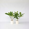 PLANT IN A BOX - Frangipanier - Set de 2 - Plumeria rubra 'Hawaii' - Hauteur 45-55cm - ⌀17cm - vignette