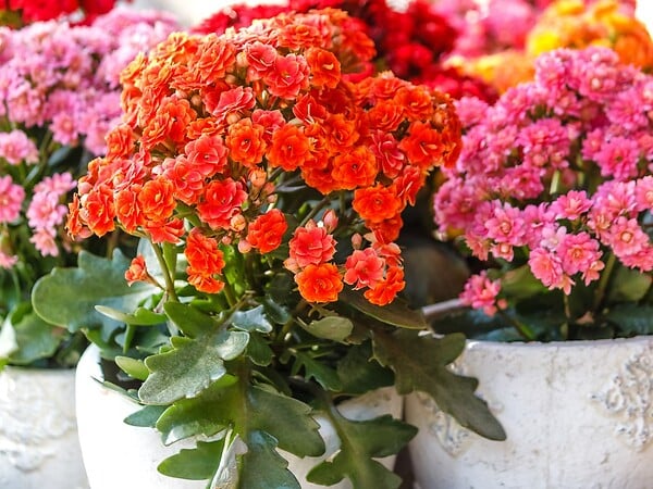 BLOOMIQUE - Lot de 3 - Kalanchoé - Mélange de couleurs - H. 15-25 cm - P. 12 cm - large