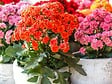 BLOOMIQUE - Lot de 6 - Kalanchoé - Mélange de couleurs - H. 15-25 cm - P. 12 cm - vignette