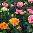 BLOOMIQUE - Lot de 3 - Rosiers Nains - Rouge, Jaune, Rose - H. 20-30 cm - P. 12 cm - vignette