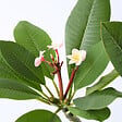 PLANT IN A BOX - Frangipanier hawaii - Plumeria rubra 'Rose' - Hauteur 55-70cm - ⌀17cm - vignette