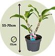 PLANT IN A BOX - Frangipanier hawaii - Plumeria rubra 'Rose' - Hauteur 55-70cm - ⌀17cm - vignette