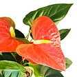 BLOOMIQUE - Anthurium Orange - Flamant rose - Plante d'intérieur - Dépolluante - H. 30-40 cm - P. 12 cm - vignette