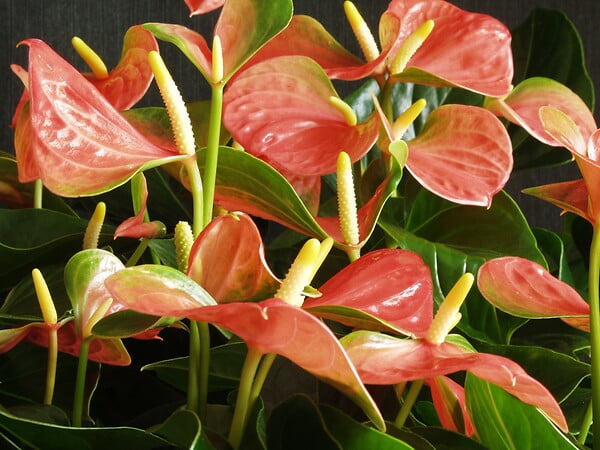BLOOMIQUE - Anthurium Orange - Flamant rose - Plante d'intérieur - Dépolluante - H. 30-40 cm - P. 12 cm - large