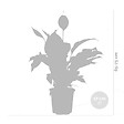 BLOOMIQUE - Lot de 2 - Spathiphyllum - Lys de la paix - Plante d’intérieur - H. 60-80 cm - P. 17 cm - vignette
