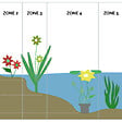 BLOOMIQUE - Hydrocotyle Variegata - Hydrocotyle panachée - Plantes de bassin - H. 10-20 cm - P. 11 cm - vignette