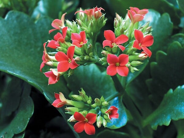 BLOOMIQUE - Lot de 3 - Kalanchoé - Fleurs rouges - Plante d'extérieur et d'intérieur - H. 15-25 cm - P. 12 cm - large