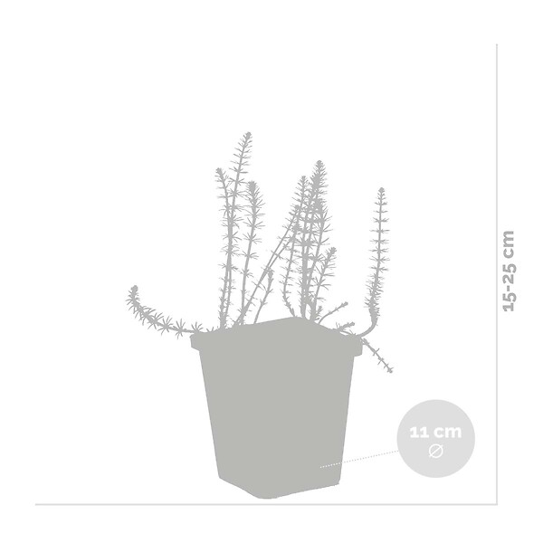 BLOOMIQUE - Lot de 2 - Hippuris Vulgaris - Hippuride - Plantes de bassin - H. 10-20 cm - P. 11 cm - large