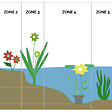 BLOOMIQUE - Lot de 2 - Hippuris Vulgaris - Hippuride - Plantes de bassin - H. 10-20 cm - P. 11 cm - vignette