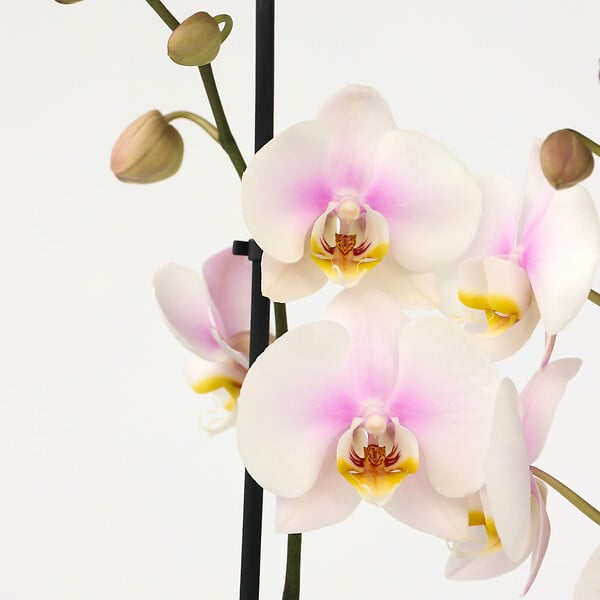 PLANT IN A BOX - Orchidée papillon - Phalaenopsis - Hauteur 50-60cm - ⌀12cm - large