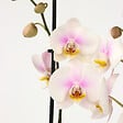 PLANT IN A BOX - Orchidée papillon - Phalaenopsis - Hauteur 50-60cm - ⌀12cm - vignette