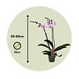PLANT IN A BOX - Orchidée papillon - Phalaenopsis - Hauteur 50-60cm - ⌀12cm - vignette
