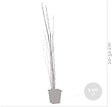 BLOOMIQUE - Lot de 6 - Equisetum Japonicum - Prêle du Japon - Plantes de bassin - H. 20-30 cm - P. 9 cm - vignette