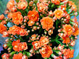 BLOOMIQUE - Lot de 3 - Kalanchoé - Fleurs oranges - Plante d'extérieur et d'intérieur - H. 15-25 cm - P. 12 cm - vignette