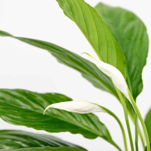 BLOOMIQUE - Lot de 2 - Spathiphyllum - Lys de la paix - Plantes d’intérieur - H. 30-40 cm - P. 12 cm - large