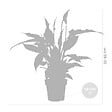 BLOOMIQUE - Lot de 2 - Spathiphyllum - Lys de la paix - Plantes d’intérieur - H. 30-40 cm - P. 12 cm - vignette