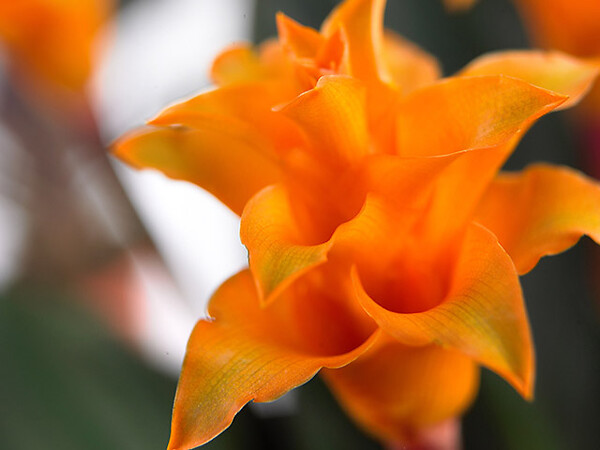 BLOOMIQUE - Calathea Crocata - Flamme éternelle - Plantes d’intérieur - Dépolluante - H. 40-50 cm - P. 14 cm - large