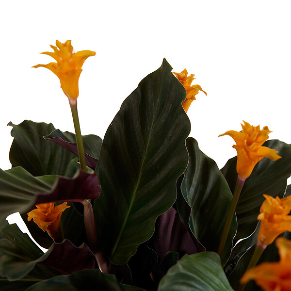 BLOOMIQUE - Calathea Crocata - Flamme éternelle - Plantes d’intérieur - Dépolluante - H. 40-50 cm - P. 14 cm - large