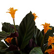 BLOOMIQUE - Calathea Crocata - Flamme éternelle - Plantes d’intérieur - Dépolluante - H. 40-50 cm - P. 14 cm - vignette