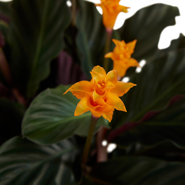 BLOOMIQUE - Calathea Crocata - Flamme éternelle - Plantes d’intérieur - Dépolluante - H. 40-50 cm - P. 14 cm - large