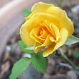 BLOOMIQUE - Lot de 3 - Rosier Nain Jaune - Plantes d’intérieur & extérieur - H. 20-30 cm - P. 12 cm - vignette
