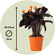 PLANT IN A BOX - Calathée - Set de 2 - Calathea crocata 'Tassmania' - Hauteur 40-50cm - ⌀14cm - vignette