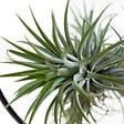 BLOOMIQUE - Tillandsia Magic Ball en anneau - Plante aérienne - Plante d’intérieur - Très facile d’entretien - vignette