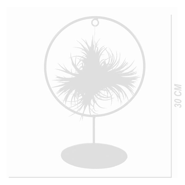 BLOOMIQUE - Tillandsia Magic Ball en anneau - Plante aérienne - Plante d’intérieur - Très facile d’entretien - large