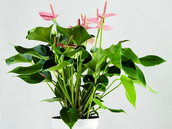 BLOOMIQUE - Lot de 2 - Anthurium - Flamant rose - Rose - Plante d’intérieur - H. 30-40 cm - P. 12 cm - large