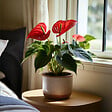 PLANT IN A BOX - Langue de feu - Anthurium 'Royal Champion' - Hauteur 35-45cm - Pot 12cm - vignette
