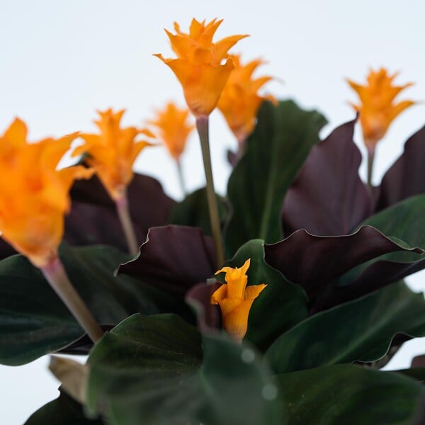 PLANT IN A BOX - Calathée - Calathea crocata 'Tassmania' - Hauteur 40-50cm - ⌀14cm - large