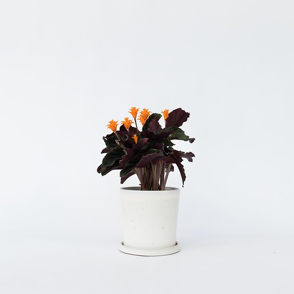 PLANT IN A BOX - Calathée - Calathea crocata 'Tassmania' - Hauteur 40-50cm - ⌀14cm - large