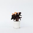 PLANT IN A BOX - Calathée - Calathea crocata 'Tassmania' - Hauteur 40-50cm - ⌀14cm - vignette