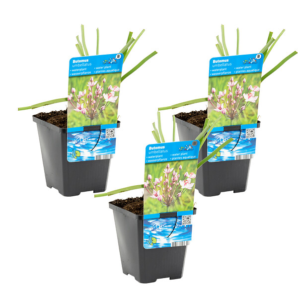 BLOOMIQUE - Lot de 3 - Butomus Umbellatus - Butome en ombelle - Plantes de bassin - H. 15-25 cm - P. 9 cm - large