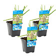 BLOOMIQUE - Lot de 3 - Butomus Umbellatus - Butome en ombelle - Plantes de bassin - H. 15-25 cm - P. 9 cm - vignette