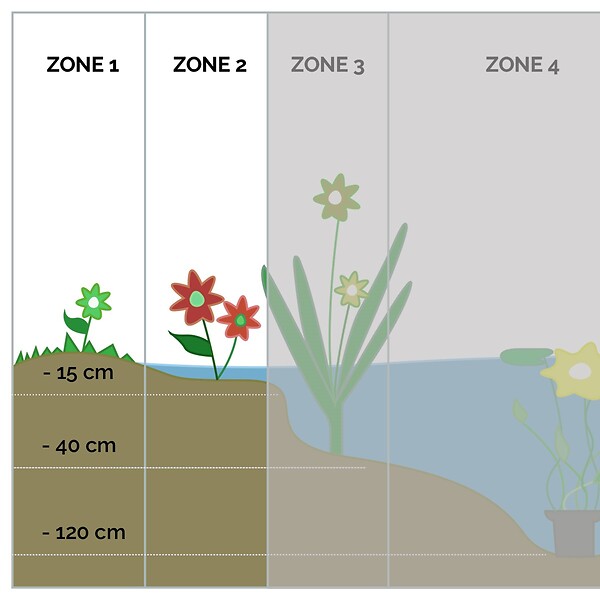 BLOOMIQUE - Lot de 3 - Butomus Umbellatus - Butome en ombelle - Plantes de bassin - H. 15-25 cm - P. 9 cm - large