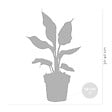 BLOOMIQUE - Strelitzia Reginae - Oiseau de paradis - Plante d’intérieur - Dépolluante - H. 30-40 cm - P. 12 cm - vignette