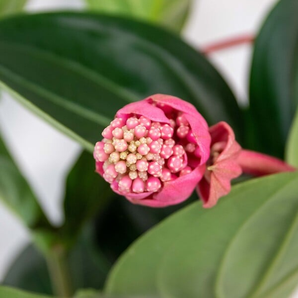 BLOOMIQUE - Medinilla magnifica 'Flamenco' - Medinilla - Plante d’intérieur - Facile d’entretien - 50-60 cm - large