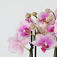 PLANT IN A BOX - Orchidée papillon - Phalaenopsis Multiflora - Hauteur 35-45cm - ⌀12cm - vignette