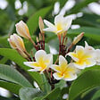 PLANT IN A BOX - Frangipanier - Plumeria rubra 'Hawaii' - Hauteur 45-55cm - ⌀17cm - vignette