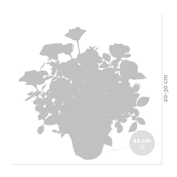 BLOOMIQUE - Lot de 3 - Rosier Nain Rose - Plantes d’intérieur & extérieur - H. 20-30 cm - P. 12 cm - large