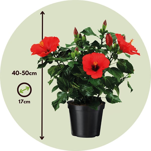 PLANT IN A BOX - Hibiscus de Chine - Hibiscus rosa-sinensis - Hauteur 40-50cm - Pot 17cm - large