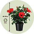 PLANT IN A BOX - Hibiscus de Chine - Hibiscus rosa-sinensis - Hauteur 40-50cm - Pot 17cm - vignette