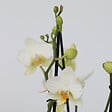PLANT IN A BOX - Orchidée papillon - Phalaenopsis Multiflora - Hauteur 35-45cm - ⌀12cm - vignette